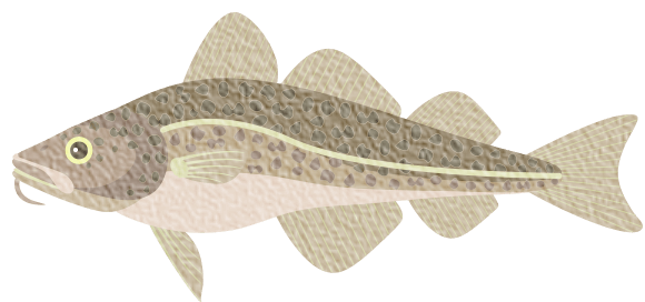 タラ科の魚